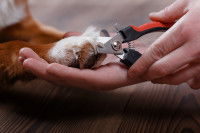 Un coupe-griffes pour chiens