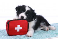 Un chiot Border Collie mordille une trousse de secours