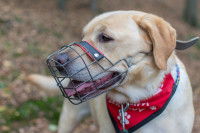 Un Labrador avec une muselière