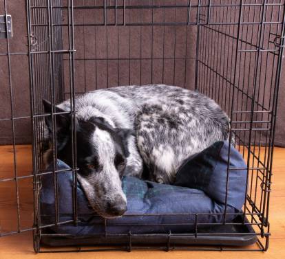Mettre son chien en cage lors de nos absences : une bonne idée ?