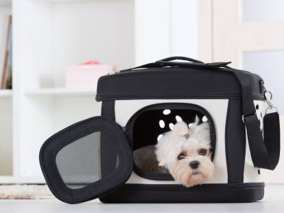 La caisse de transport pour chien : un accessoire indispensable pour les  départs en vacances