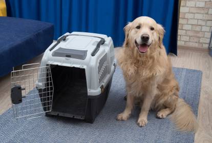 Caisse de transport pour chien - Accessoires transport chien