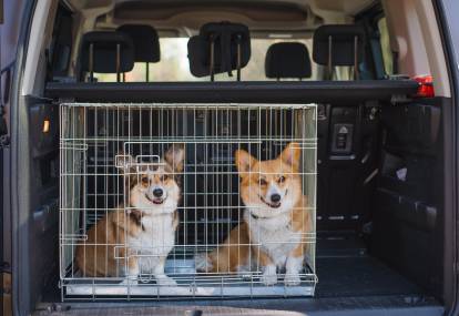 Caisse de transport de chien pour la voiture – Der Hundegefährte