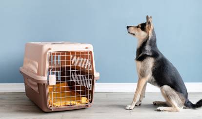 La caisse ou cage de transport pour chien : choix, conseils, prix
