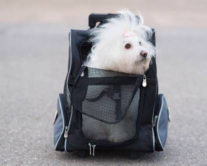 Sac Transport Chat Chien, Cage de Voyage Spacieux 4 Sens