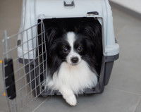 Un chien Papillon noir et blanc dans une caisse de transport