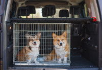 Un Corgi et un Shiba dans une cage dans un coffre de voiture
