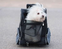 Un Bichon Havanais installé dans une niche pliable pour chien