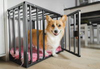 Un chien Corgi heureux dans sa cage dans un salon