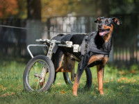 Un chien noir et feu équipé d'un fauteuil roulant