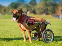 Un grand chien avec un fauteuil roulant se tient debout dans un parc