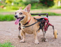 Un petit chien en fauteuil est heureux dans un parc
