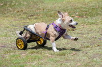 Un petit chien court dans un parc avec un chariot pour handicapé