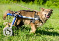 Les limites du chariot pour chien handicapé