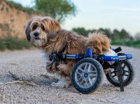 Un petit Shih Tzu avec un fauteuil roulant se promène sur une route