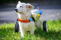 Un petit chien blanc équipé d'un chariot pour handicapé