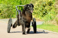 Un chien Hovawart avec un chariot pour handicapé marche dans un parc
