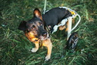 Un petit chien dans un jardin avec un fauteuil roulant