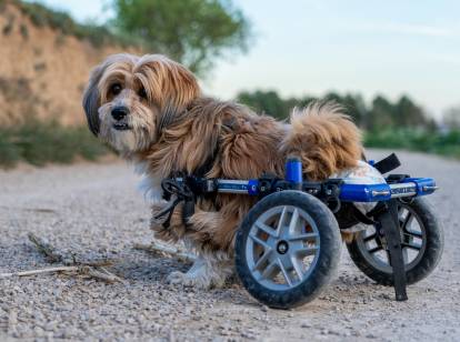 Fauteuil roulant pour chien, chariot de réadaptation pour animaux