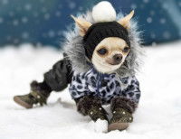 Un Yorkshire avec un manteau et des chaussures marche dans la neige