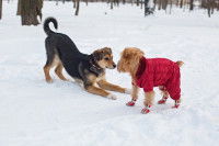 Deux chiens jouent ensemble dans la neige