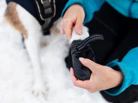 Une femme met des chaussons de neige à son chien