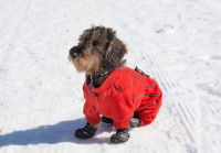 Un petit chien habillé en rouge avec des chaussons de neige