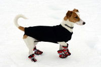 Un Jack Russel avec un manteau et des chaussures de neige