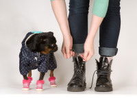 Que sont les chaussures pour chien ?