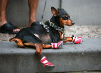 La forme des chaussures pour chien