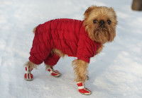 Le matériau des chaussures pour chien