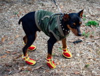 Le prix des chaussures pour chien
