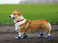 Les différents modèles de chaussures pour chien
