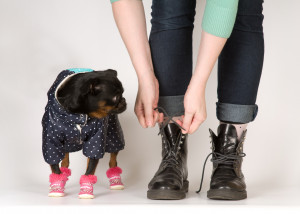 Chaussure pour chien, bottine chien, bottes