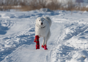 Pourquoi mettre des chaussures à son chien en hiver