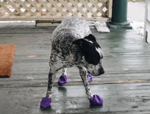 Vêtements et chaussures pour chiens sportifs ou convalescents