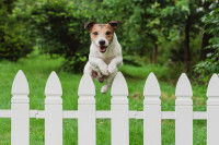 Un Jack Russell saute par-dessus la clôture du jardin