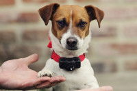 Un Jack Russell avec un collier anti-fugue