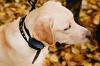Un Labrador équipé d'un collier anti-fugue dans un paysage d'automne