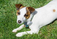 Un Jack Russell avec un collier anti-fugue est allongé dans l'herbe