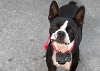 Un Boston Terrier avec un collier anti-fugue