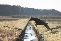 Un Dobermann s'enfuit de chez lui en sautant par-dessus un cours d'eau