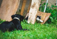 Un chat franchit une clôture pour entrer sur le territoire d'un chien