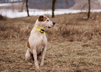 Un chien équipé d'un collier électrique