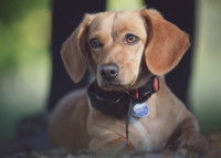 Un chien équipé d'un collier électrique