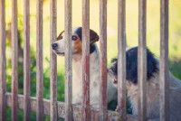 Deux chiens derrière une barrière en bois