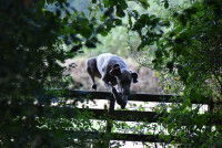 Un chien saute par-dessus une clôture classique en bois