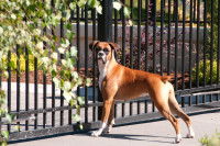 Un Boxer debout devant une grille