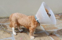 Petit chien debout sur du carrelage avec une collerette