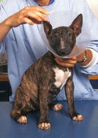 Chien portant une collerette qui se fait ausculter par un vétérinaire